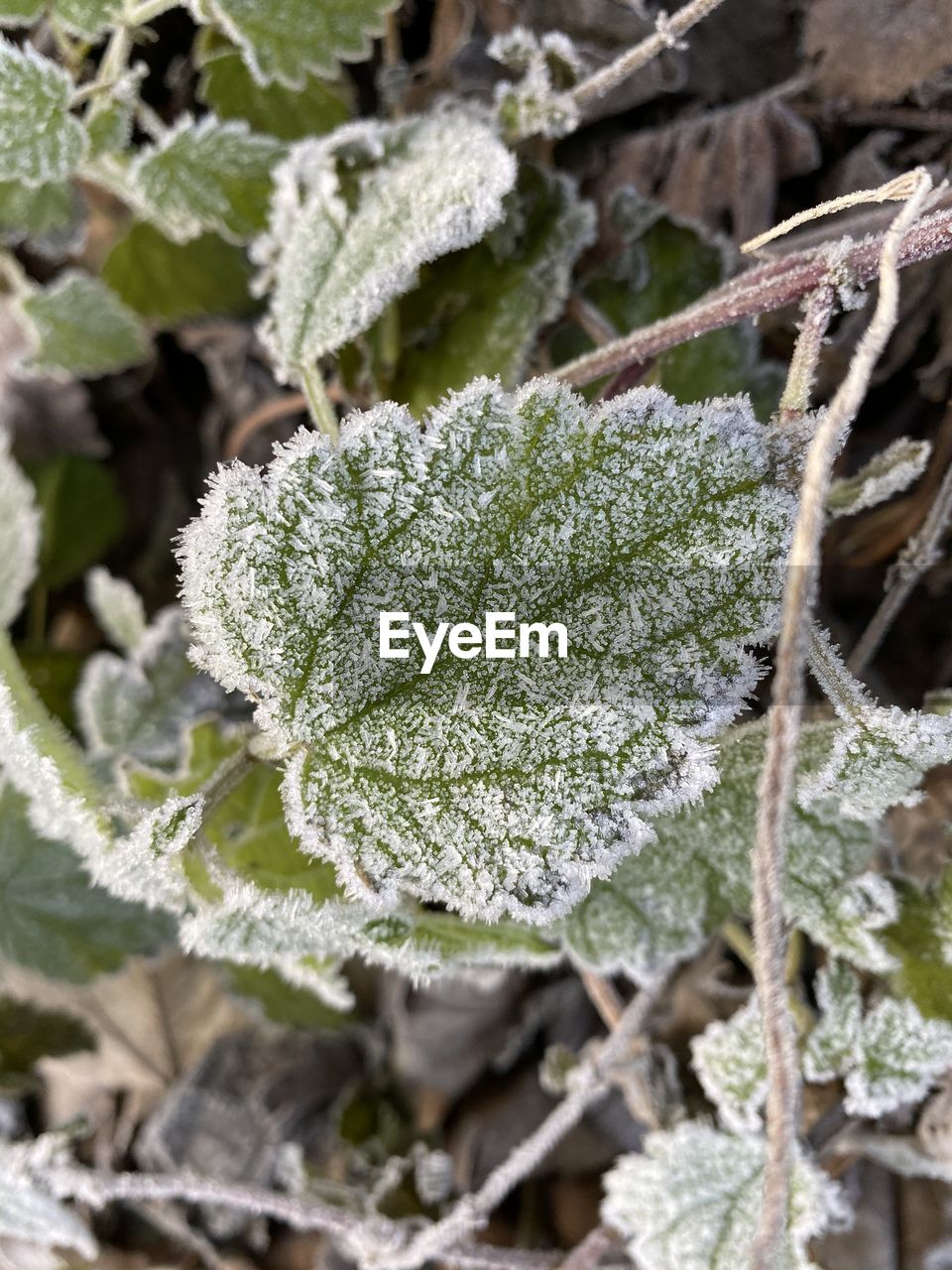 CLOSE-UP OF FROZEN PLANT LEAVES