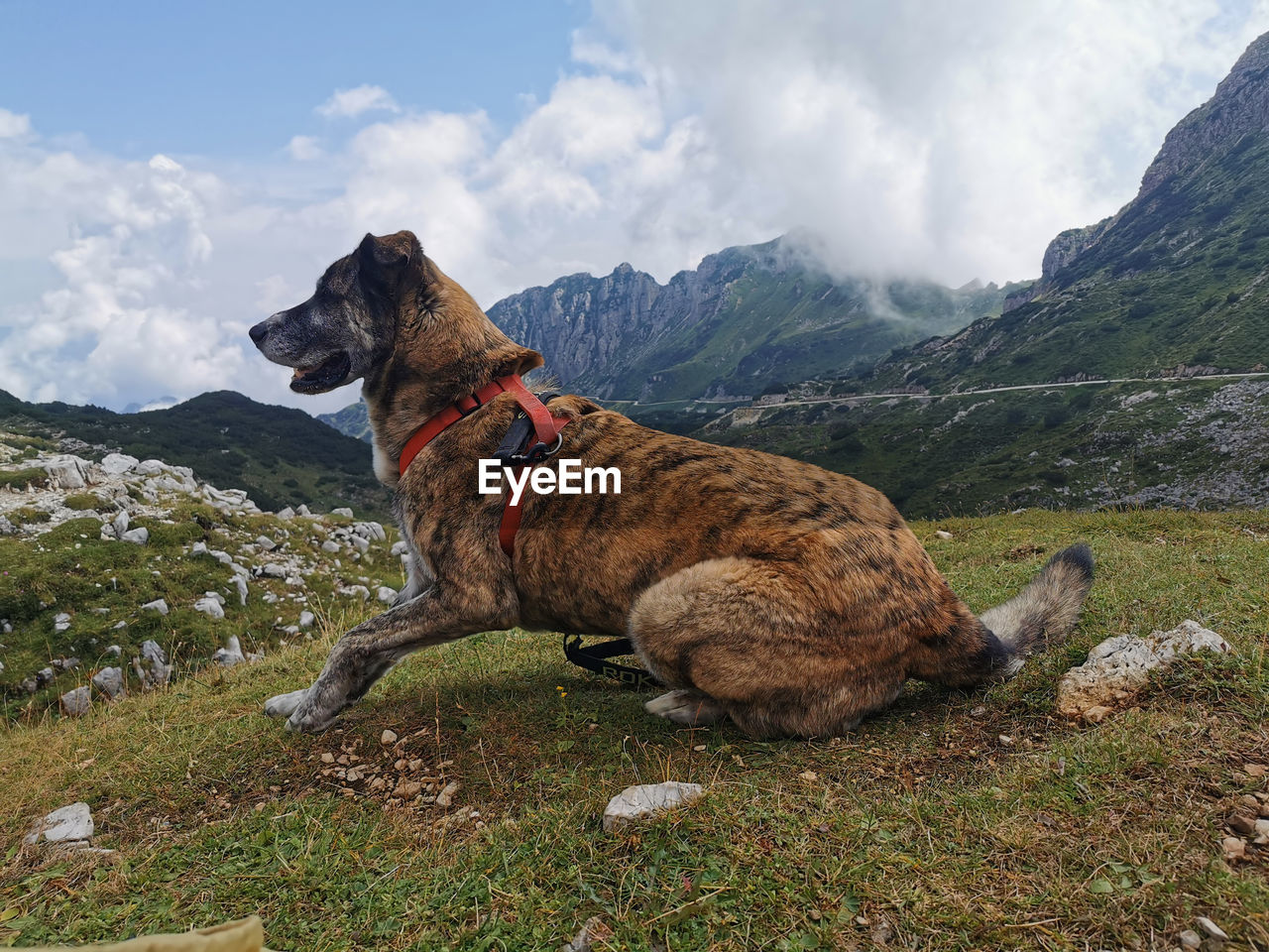 View of a dog on mountain against sky