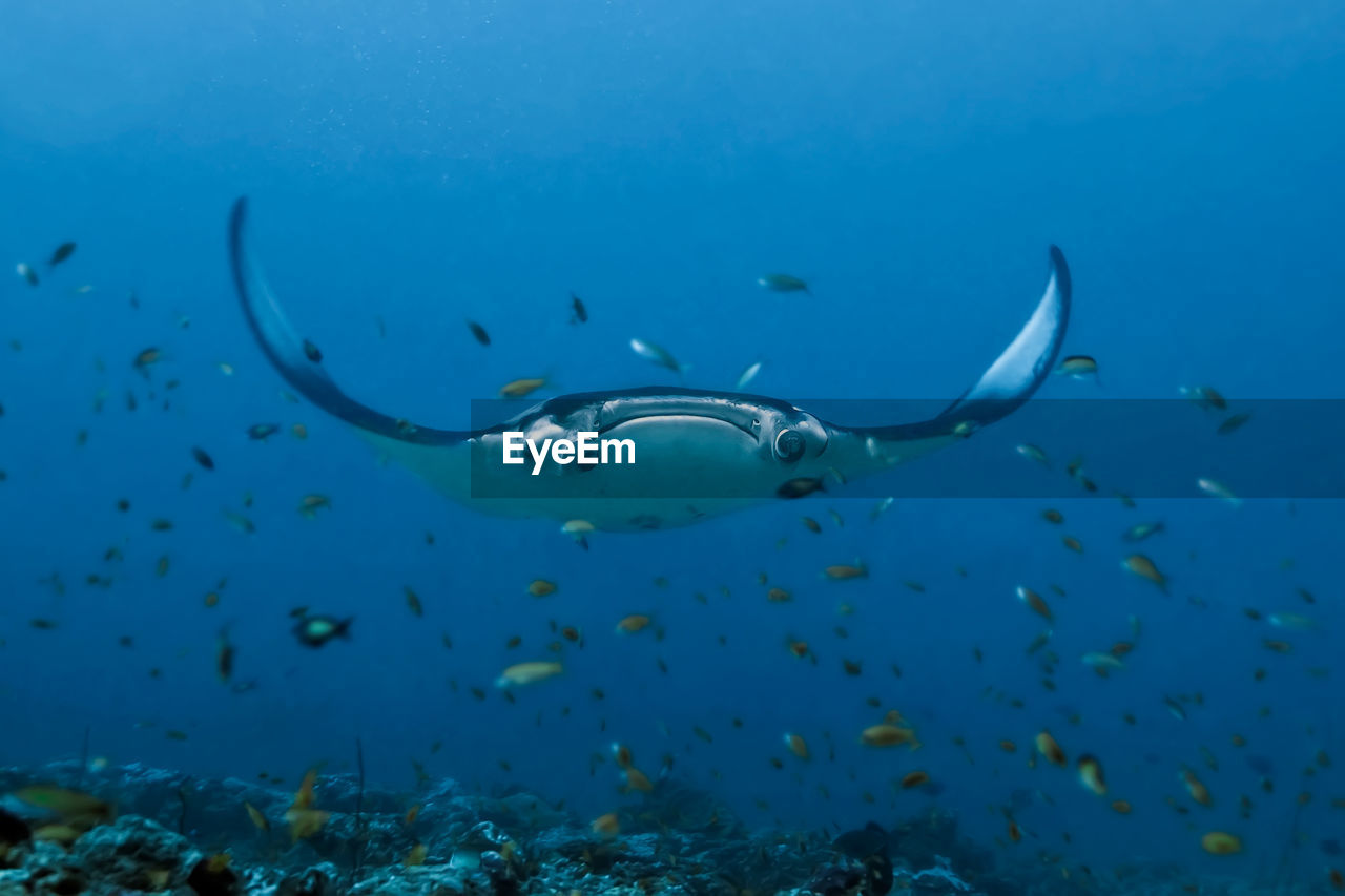 A large manta ray hovers over a coral reef surrounded by many small fish. 