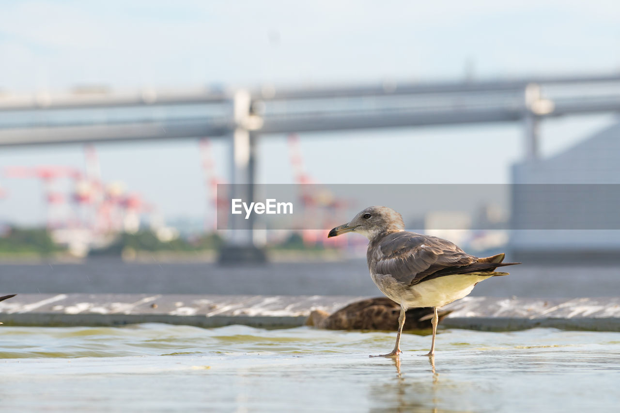 SIDE VIEW OF SEAGULL PERCHING