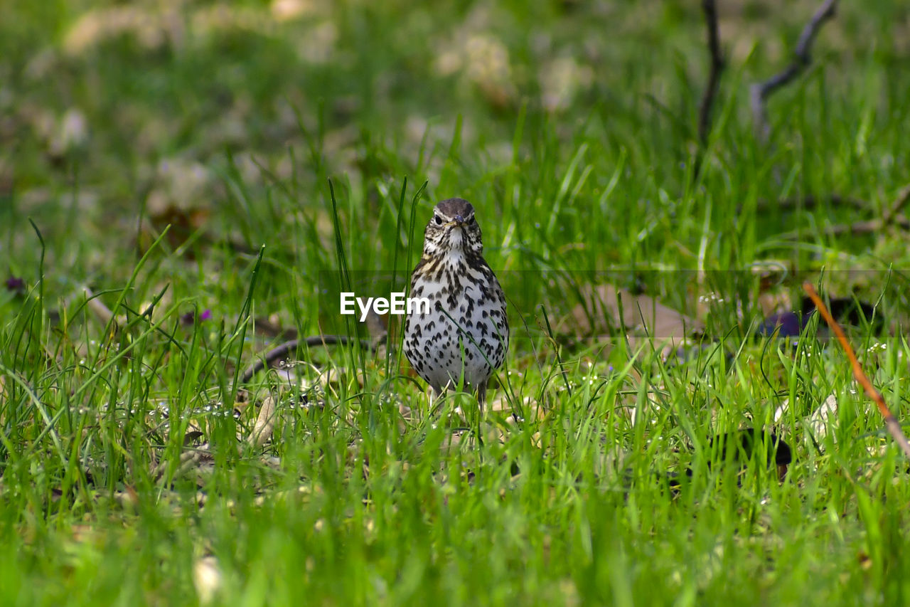 animal themes, animal, grass, animal wildlife, wildlife, plant, green, prairie, one animal, nature, bird, lawn, meadow, no people, selective focus, flower, grassland, land, outdoors, beauty in nature, day, natural environment, field, bird of prey