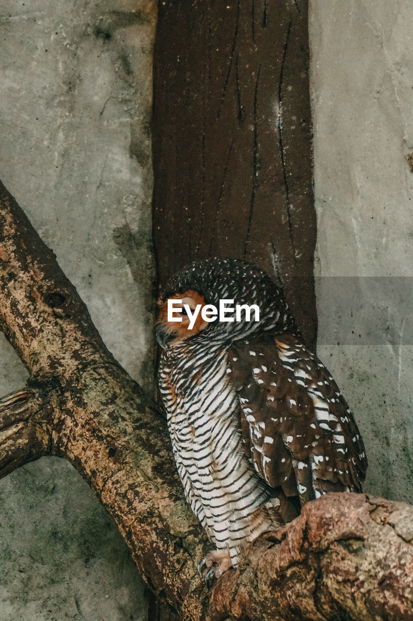 CLOSE-UP OF BIRDS PERCHING ON TREE