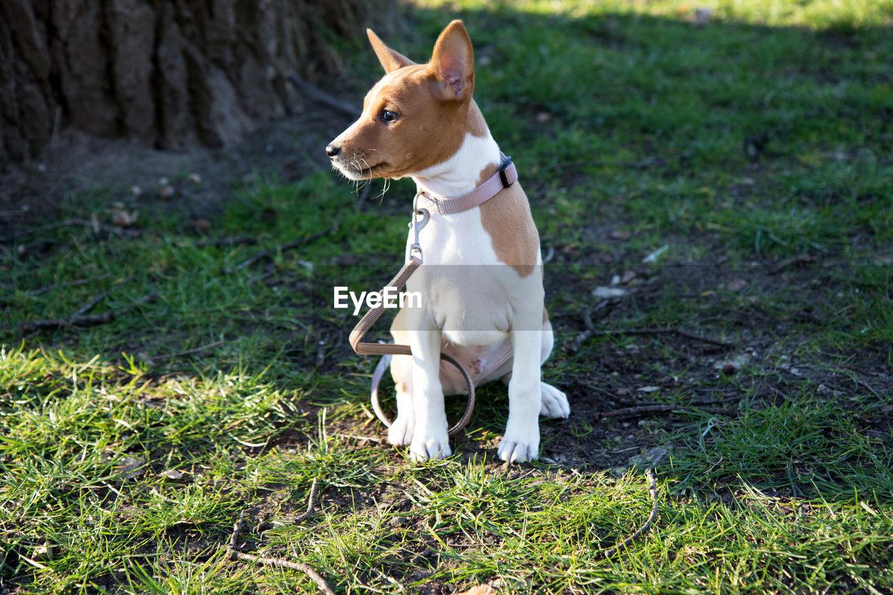 DOG LOOKING AWAY ON LAND