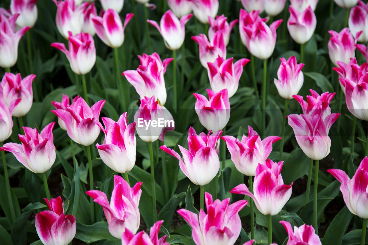 Close-up of pink flowering plants