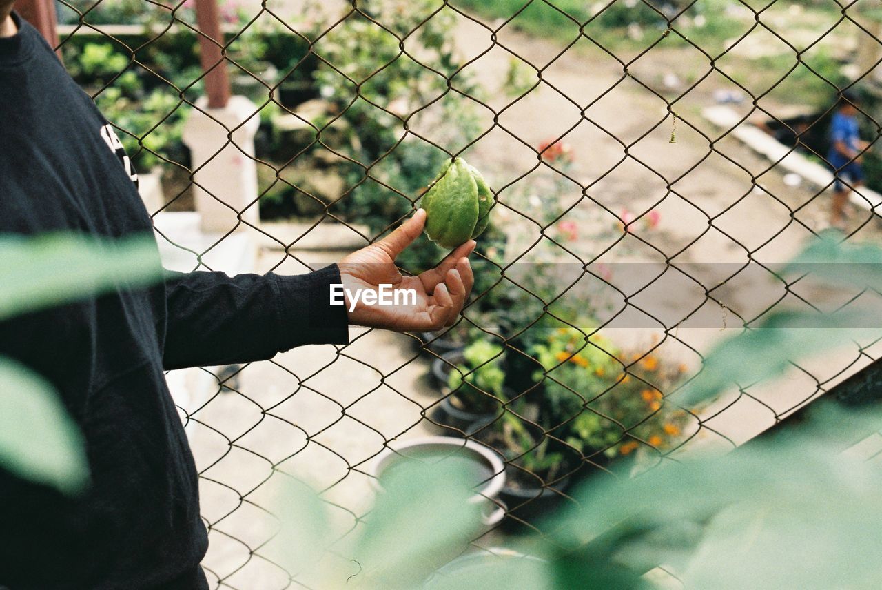 green, fence, one person, chainlink fence, nature, wire mesh, plant, hand, adult, day, men, outdoors, wire, flower, growth, protection, holding, food and drink, security, lifestyles, food, leisure activity