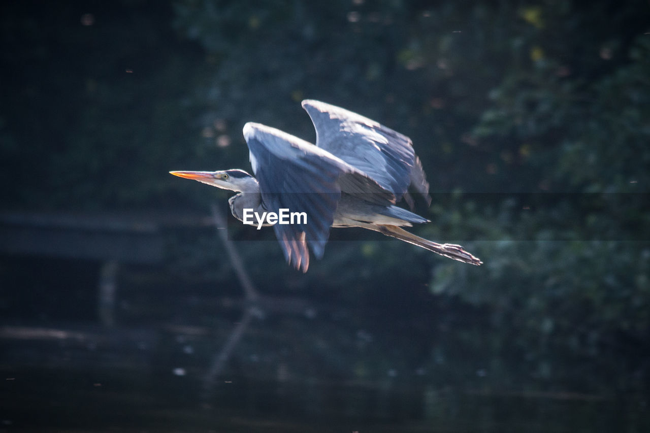 Close-up of great blue heron flying over lake