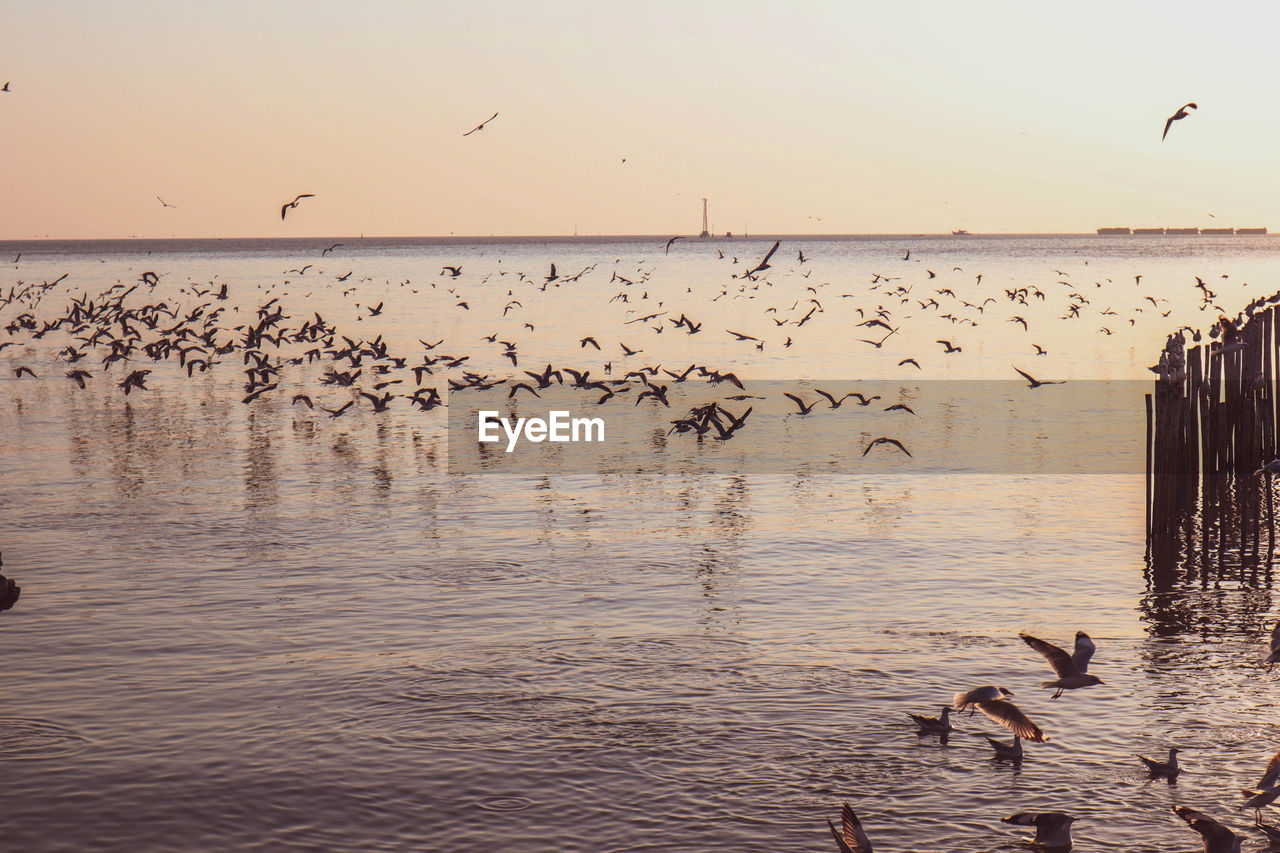 FLOCK OF SEAGULLS FLYING IN SEA