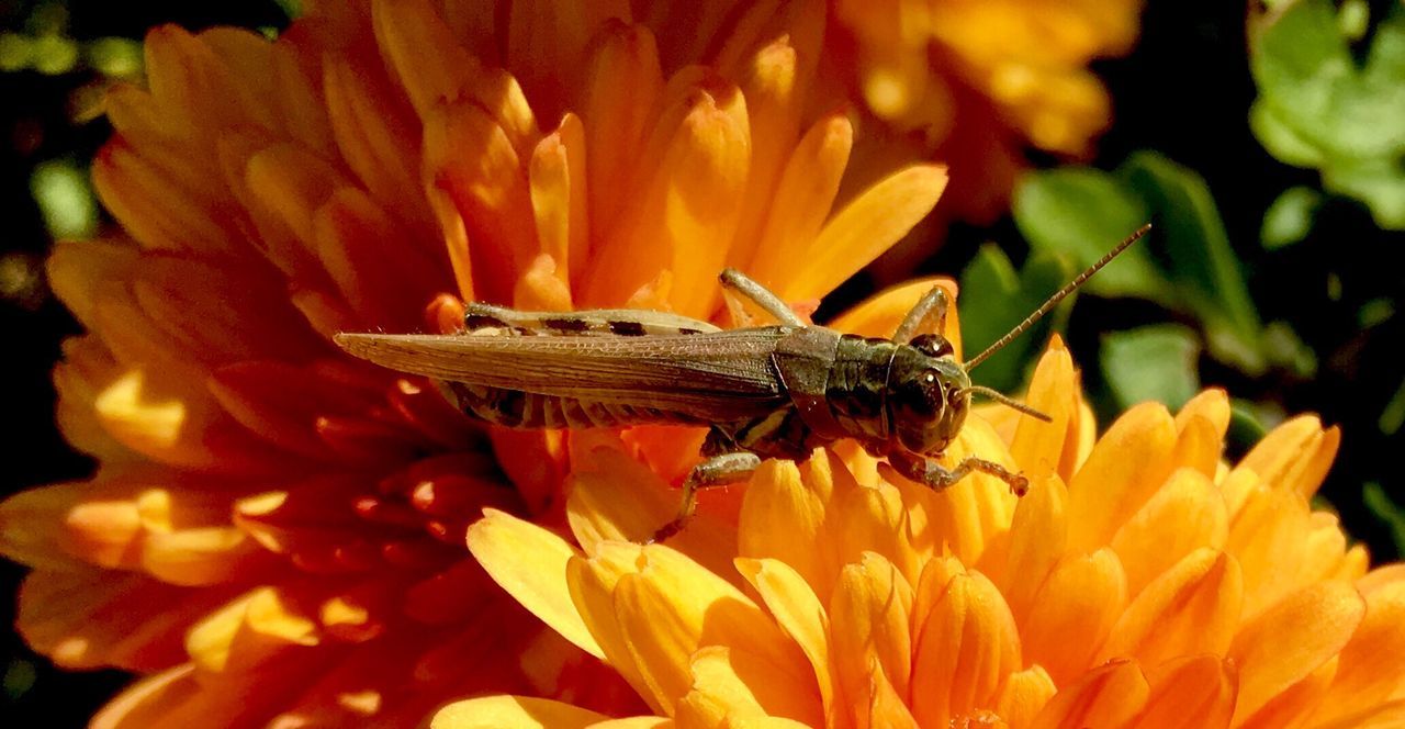 Close-up of honey bee on flower