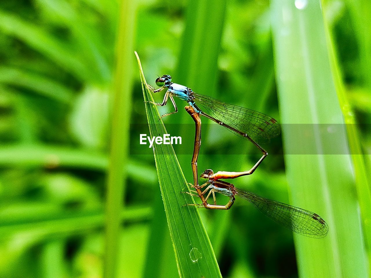 Close-up of insect on plant