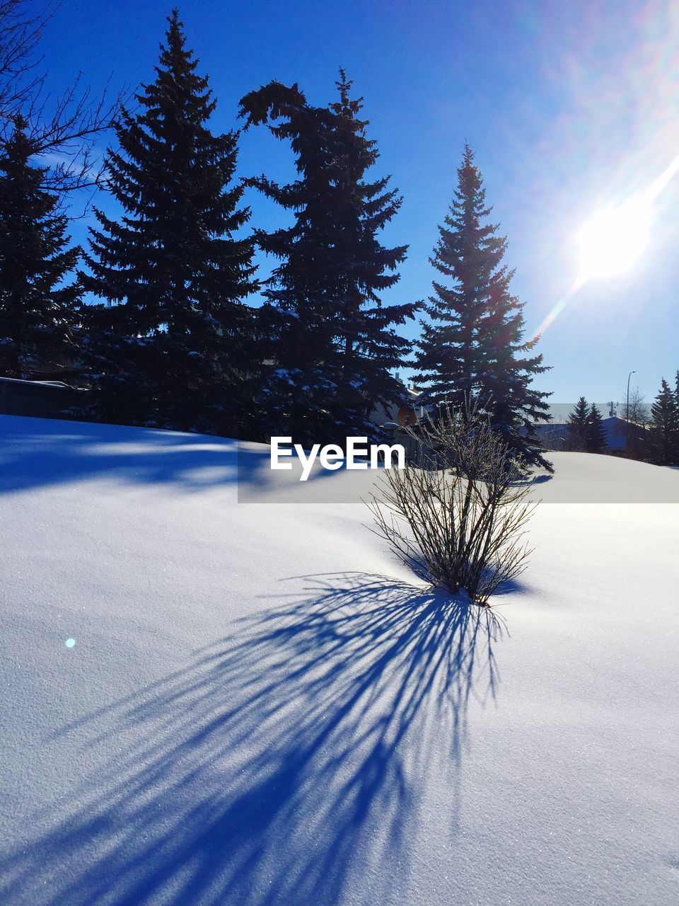 Trees on snow covered landscape