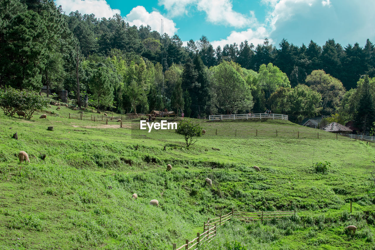 Scenic view of trees on field against sky