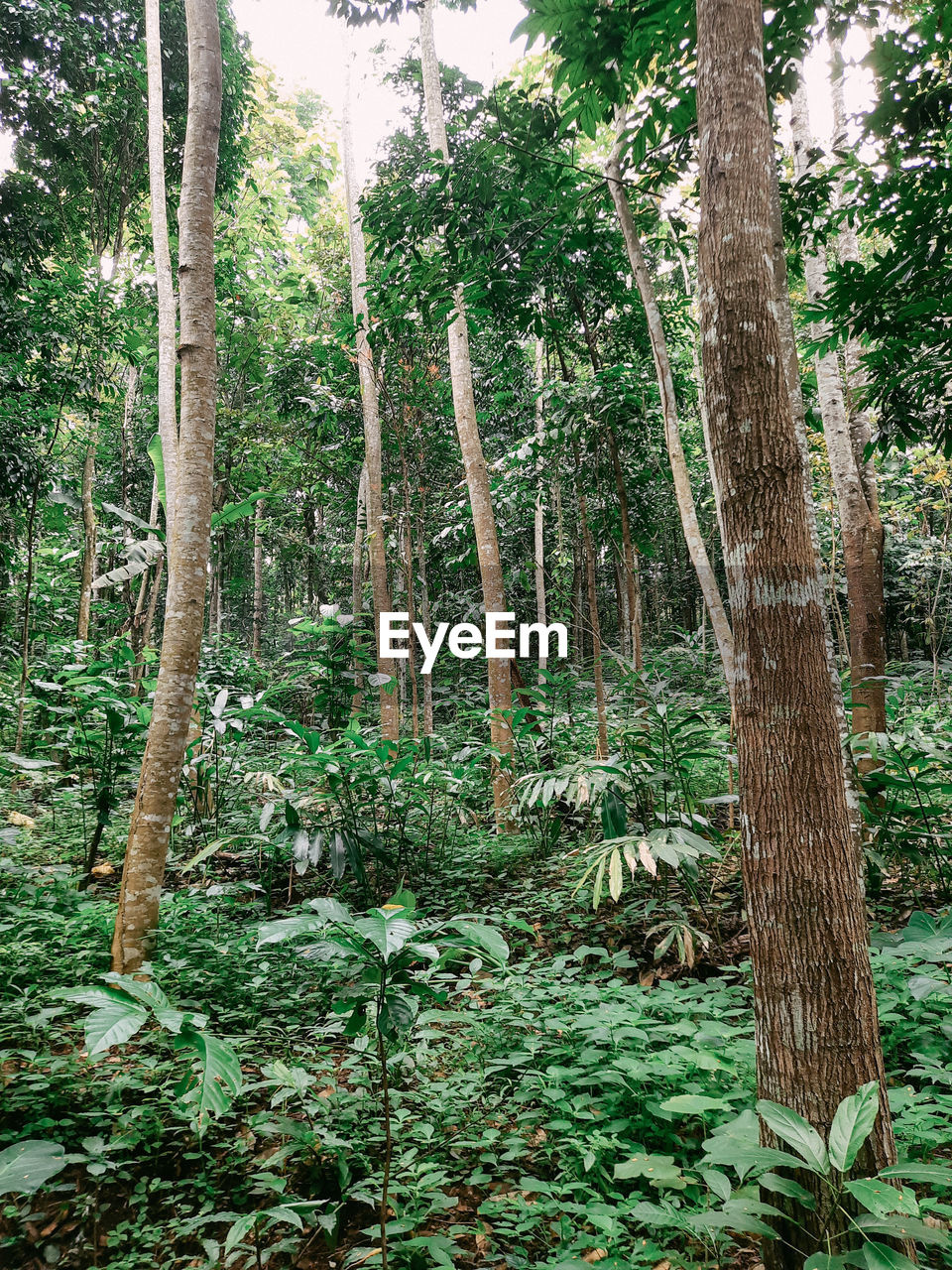 TREES AND PLANTS IN FOREST