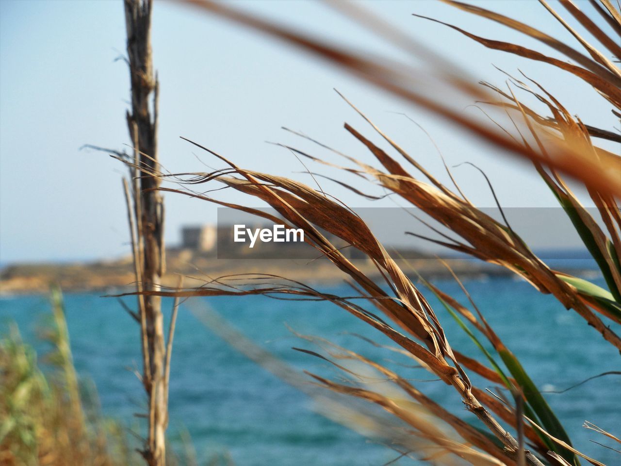 Close-up of stalks against the sky