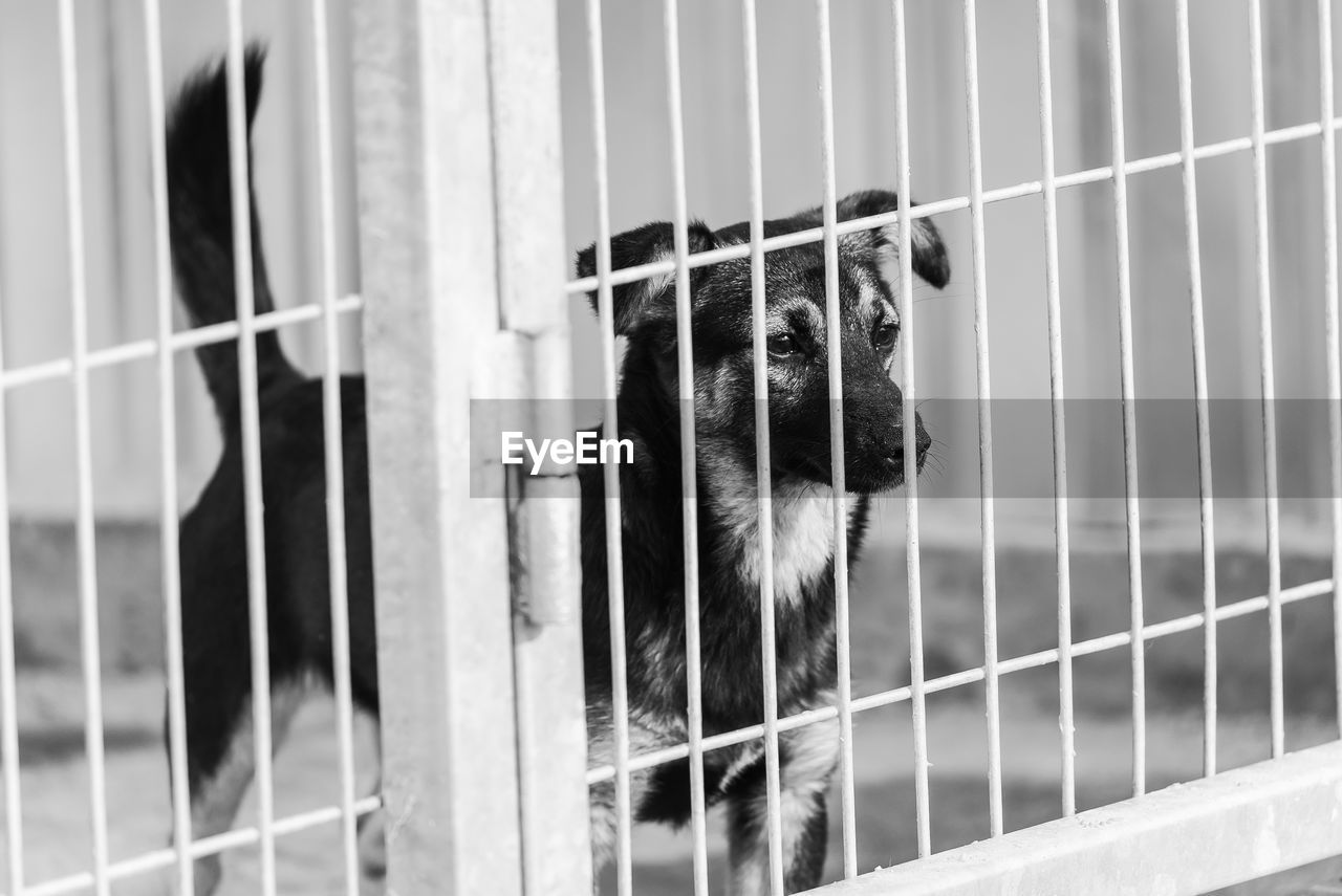 VIEW OF DOG IN CAGE