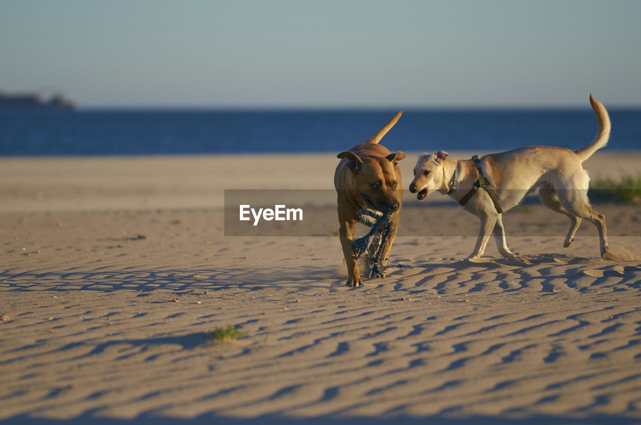 HORSES ON BEACH