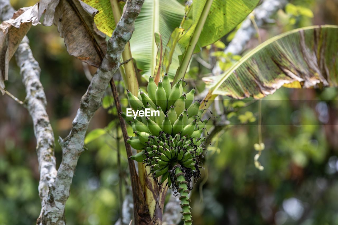 Close-up of fruit growing on tree