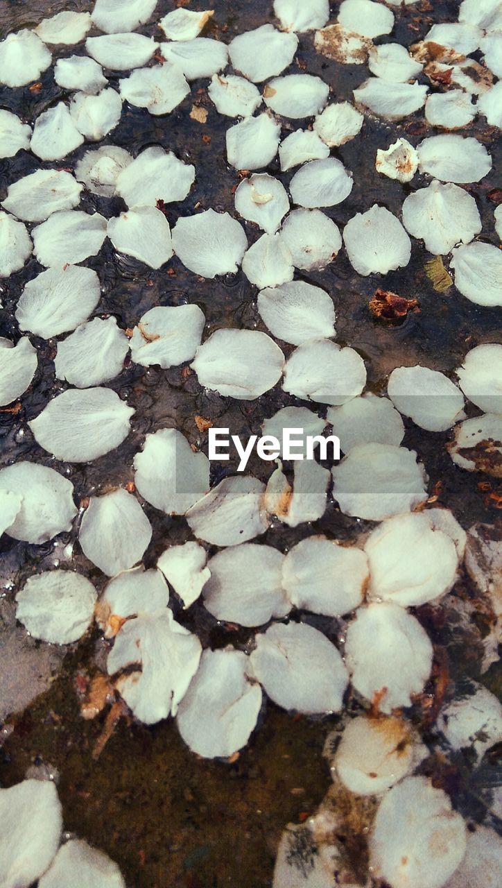 High angle view of white flower petals floating on water