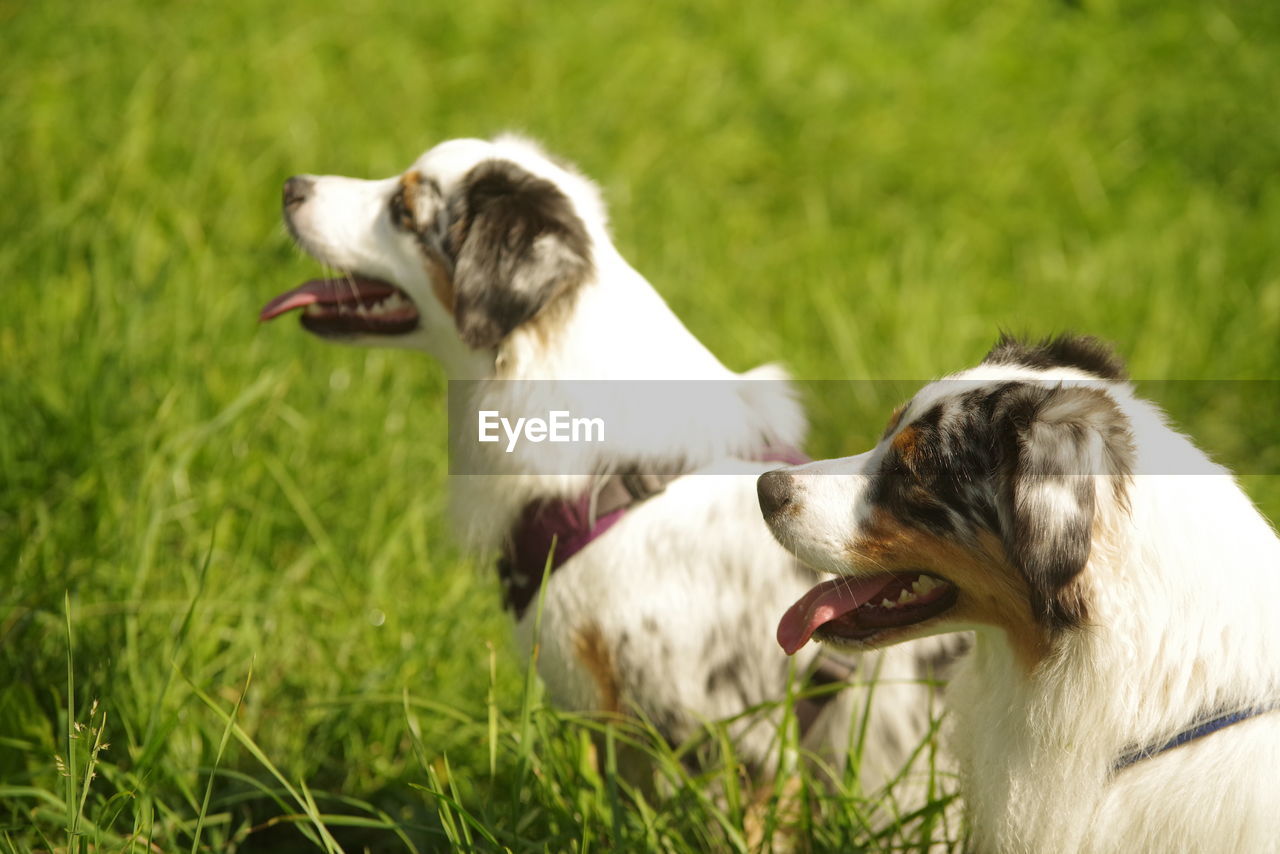 pet, animal themes, domestic animals, dog, canine, mammal, animal, one animal, grass, plant, border collie, nature, green, no people, facial expression, field, day, outdoors, sunlight, mouth open, animal body part, sticking out tongue