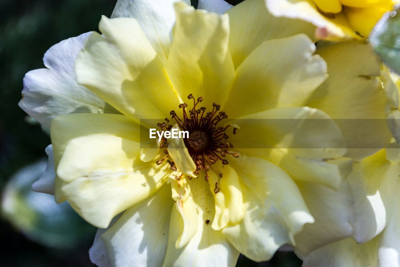 CLOSE-UP OF WHITE FLOWERS BLOOMING OUTDOORS