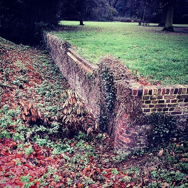 PLANTS IN PARK