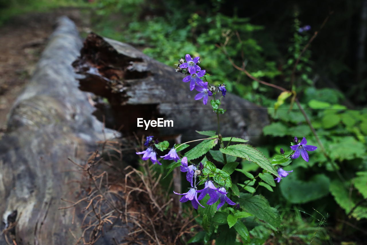 CLOSE-UP OF PURPLE FLOWERS GROWING ON PLANT