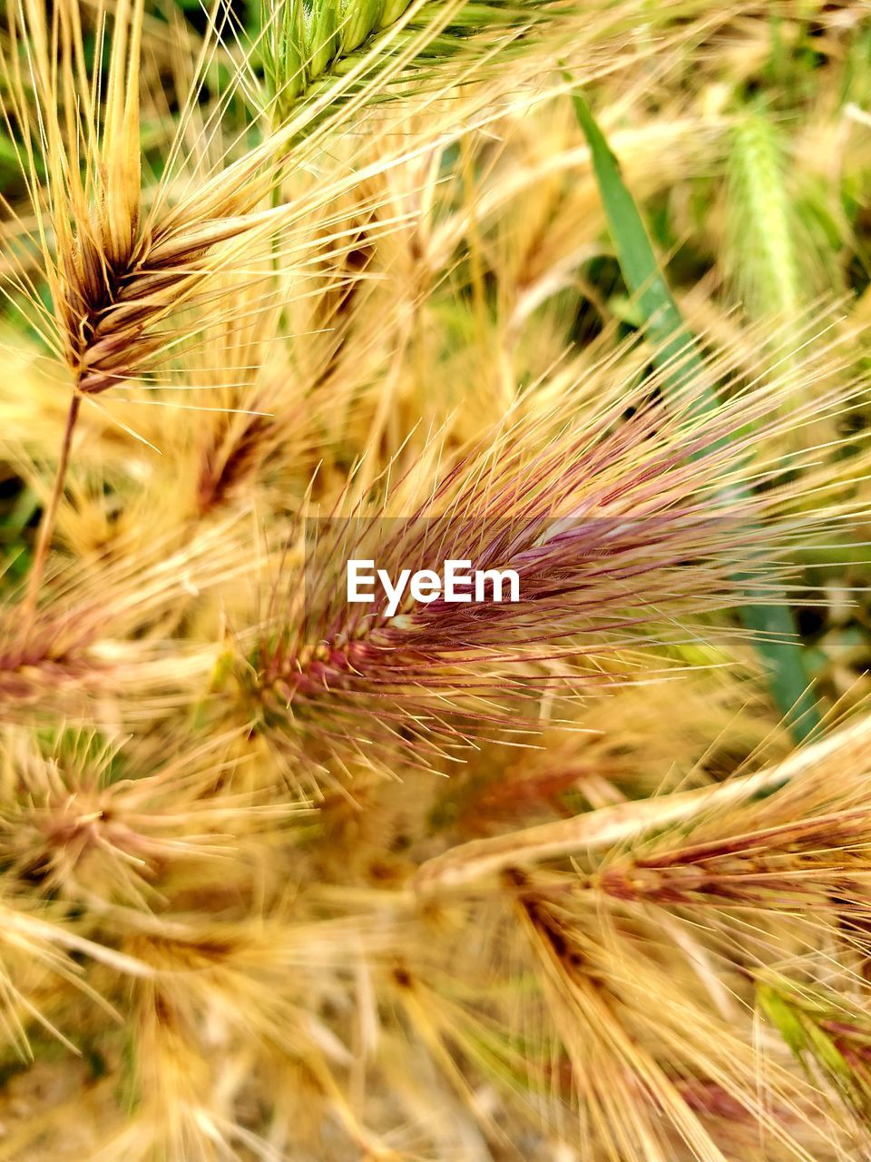 CLOSE-UP OF WHEAT GROWING ON FIELD