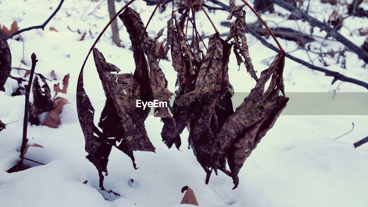 Close-up of dried leaves over snow during winter