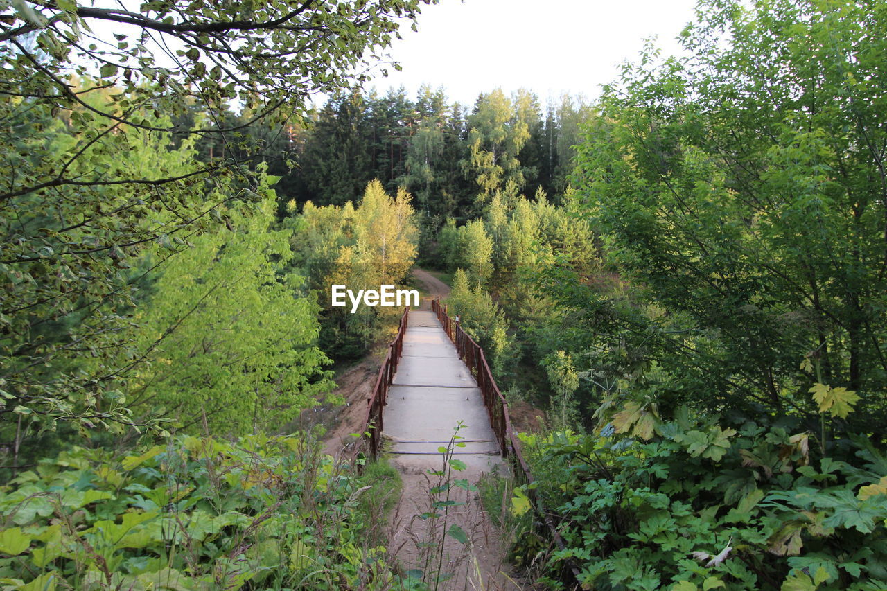 Narrow stream along trees