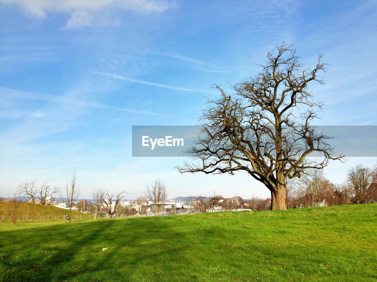 TREES ON GRASSY FIELD AGAINST CLOUDY SKY