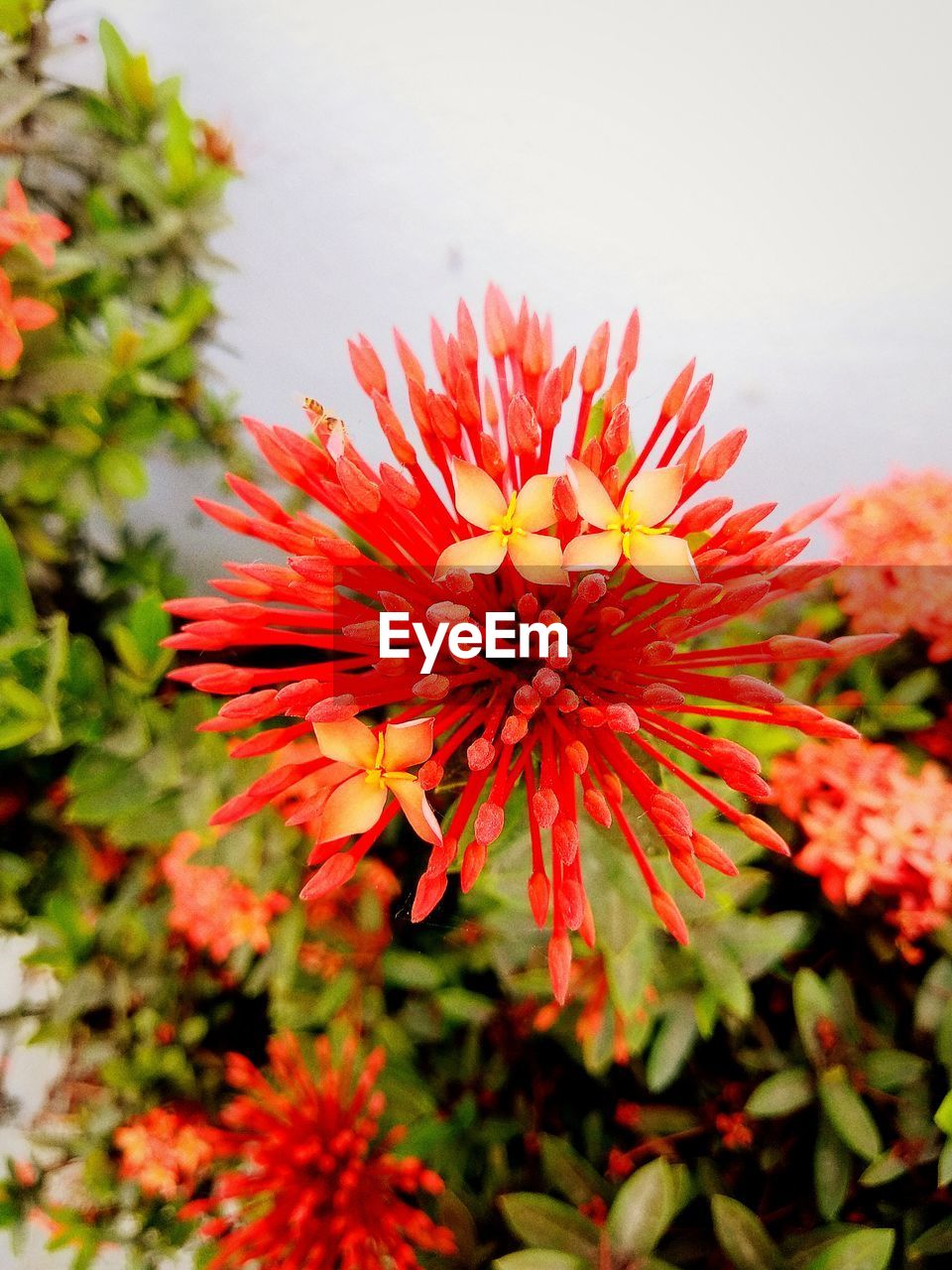 CLOSE-UP OF RED FLOWERING PLANTS