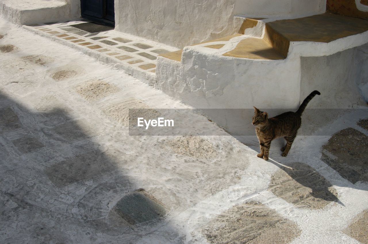 Cat living in mykonos town