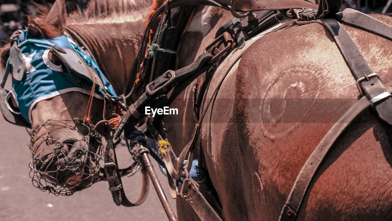 Wagon horses looking back 