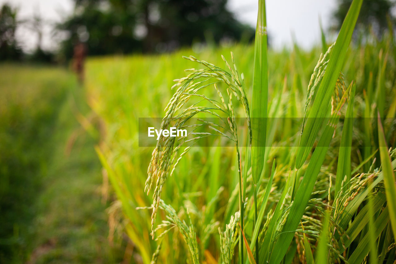 Macro view of raw rice or paddy crop field. organic agriculture for rice in india.