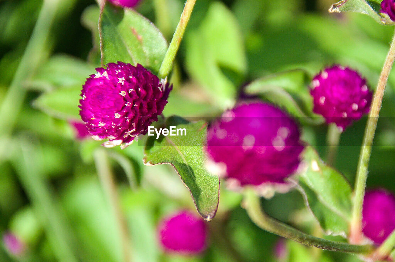 CLOSE-UP OF PINK FLOWERS