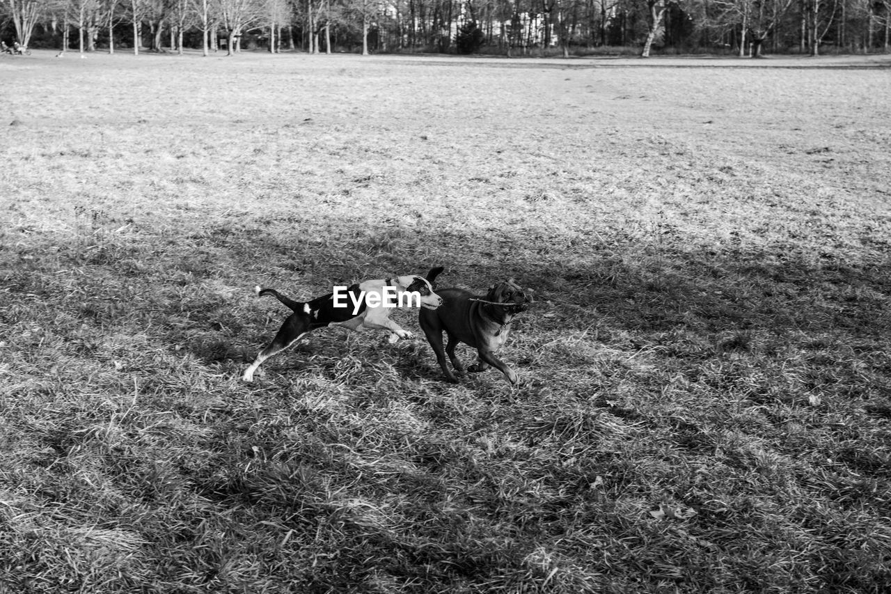 DOG ON FIELD IN GRASS