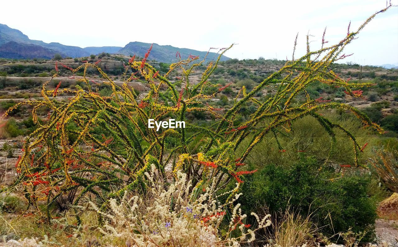 VIEW OF FRUIT TREE