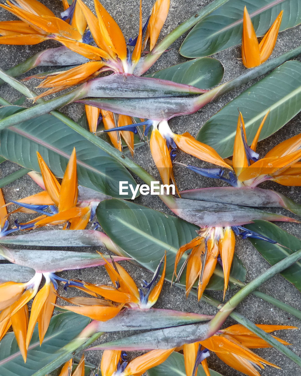 Full frame shot of orange tropical flower