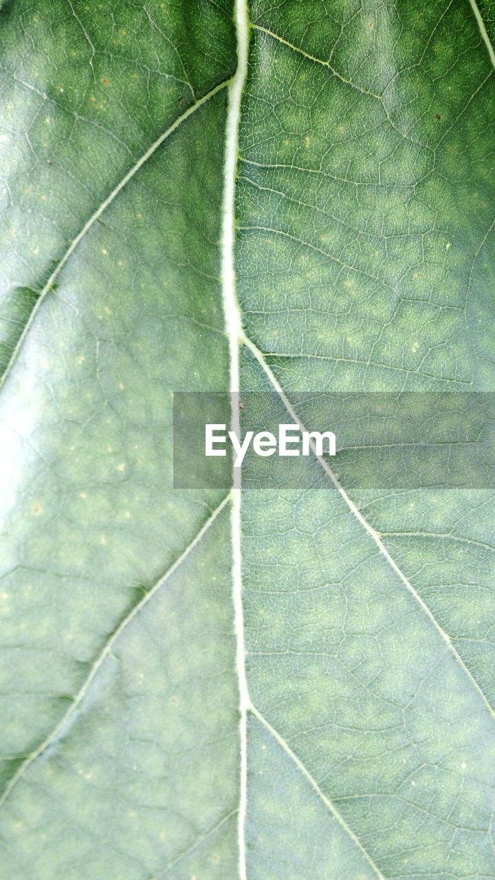 HIGH ANGLE VIEW OF WHITE LEAF