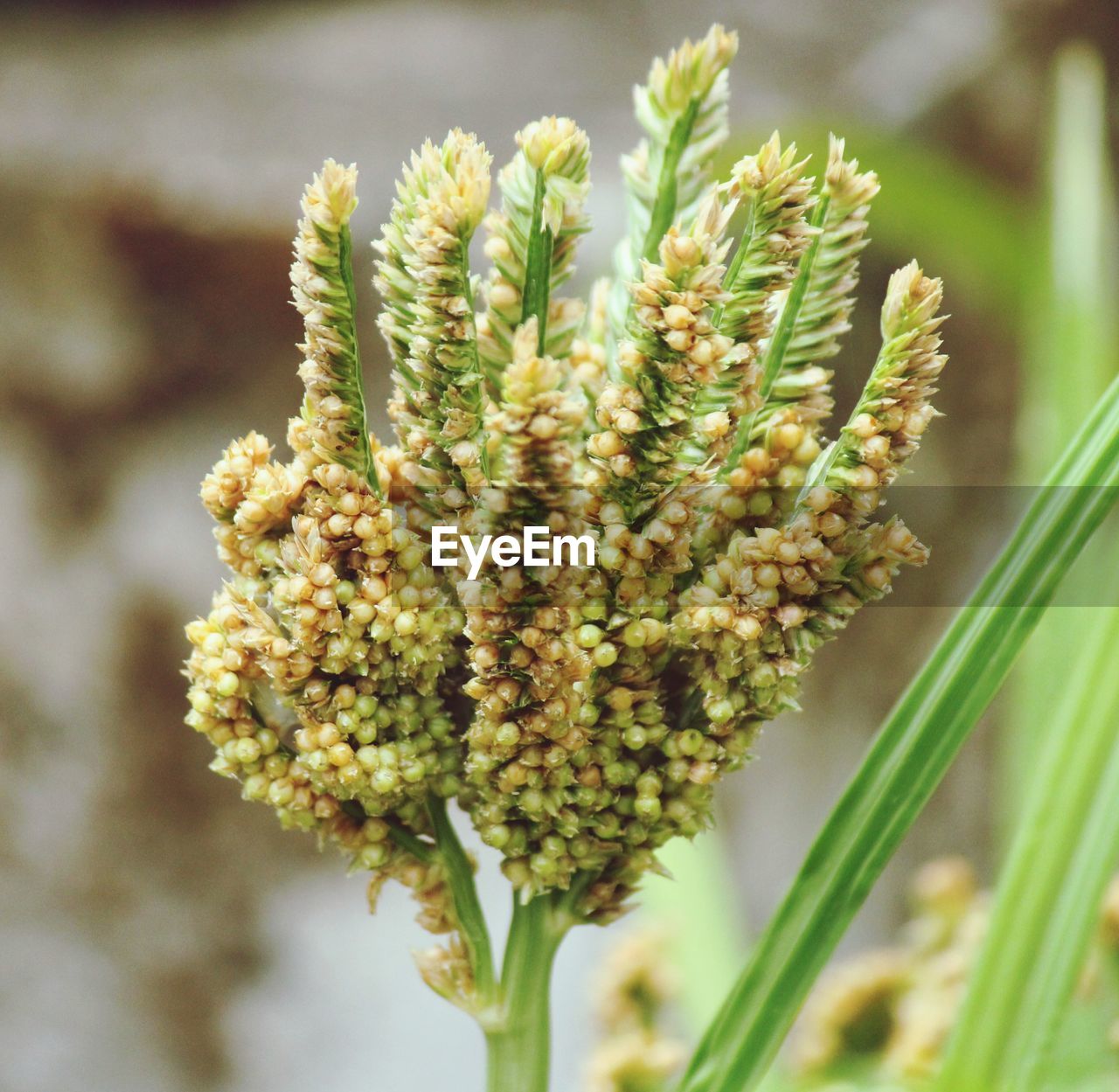 CLOSE-UP OF FLOWERING PLANTS GROWING ON FIELD
