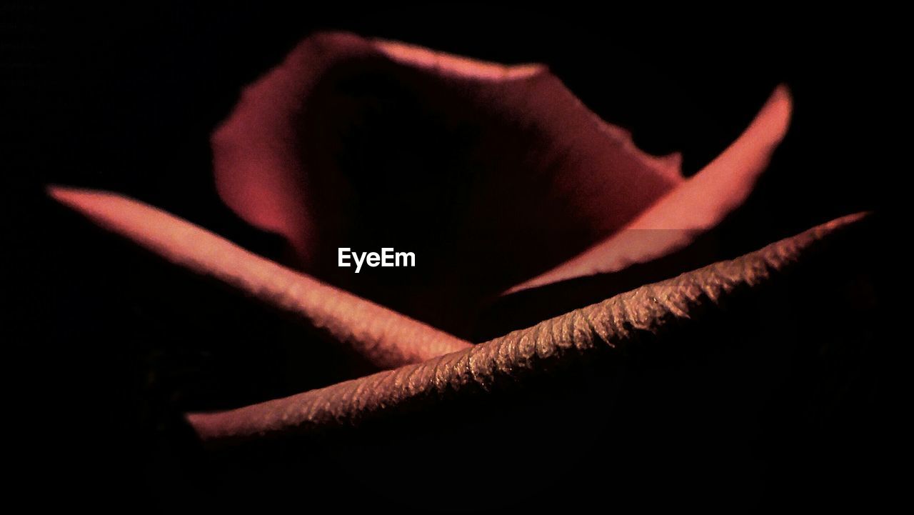 Extreme close-up of pink rose