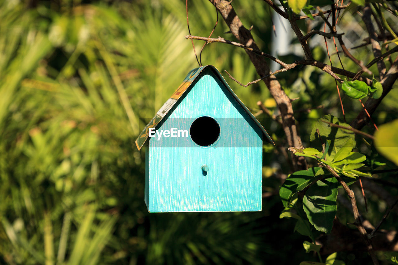 Aqua blue metal birdhouse hangs from a lemon tree in naples, florida.