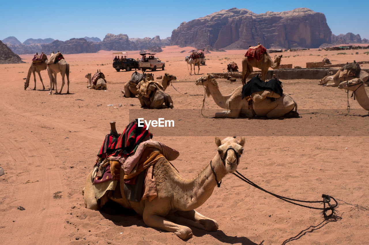 Camels relaxing at desert