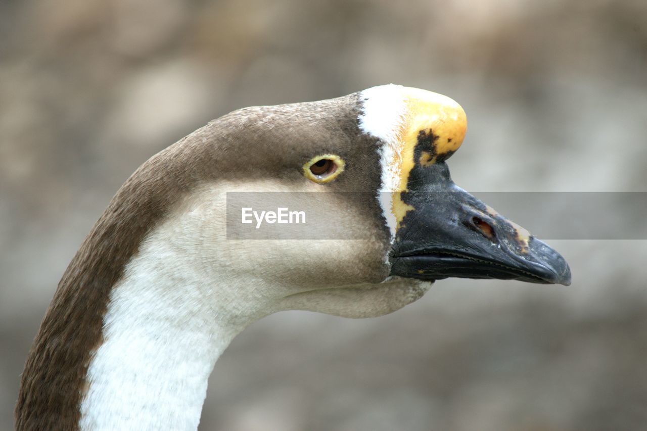 Profile of an old gander