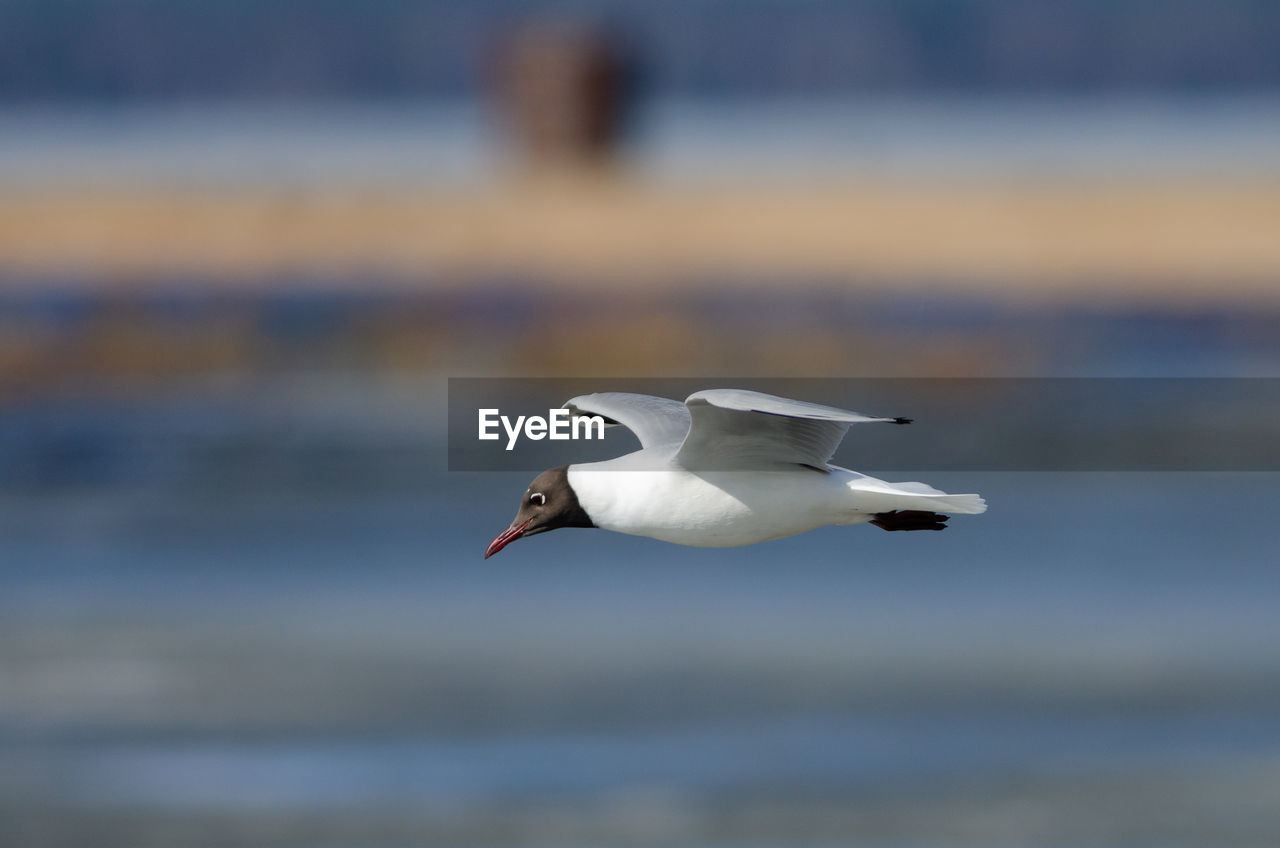 SEAGULL FLYING IN A SEA