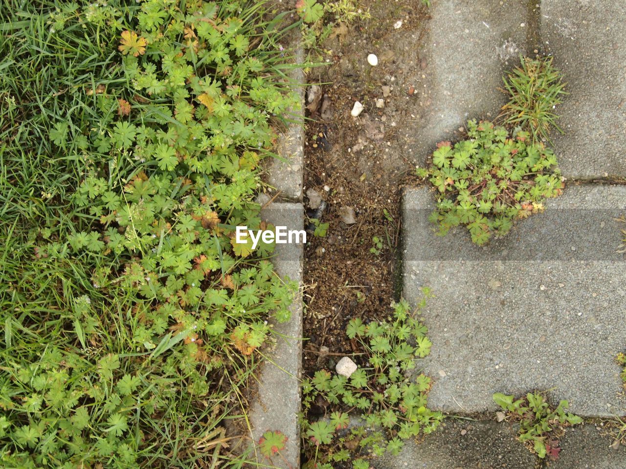 HIGH ANGLE VIEW OF FLOWERING PLANTS ON FIELD