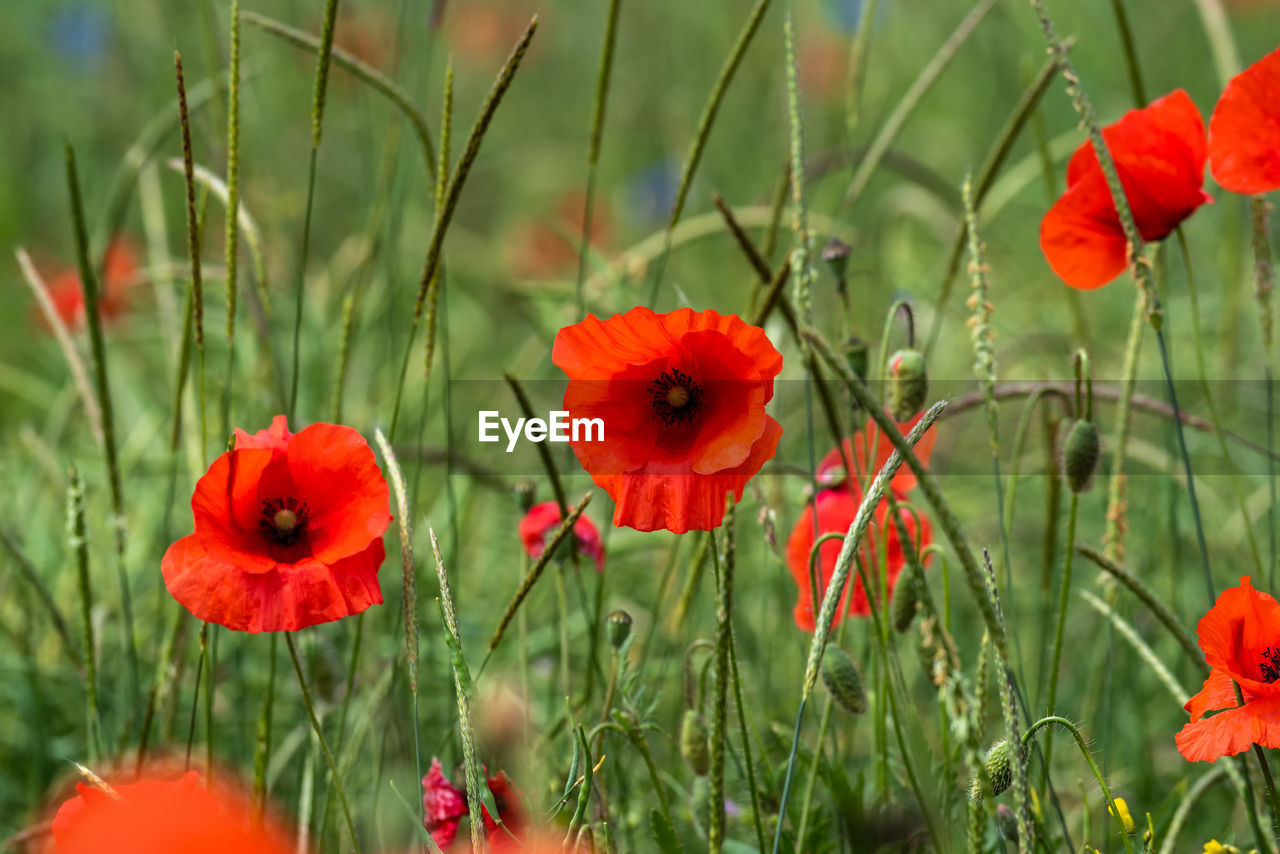 CLOSE-UP OF RED POPPY FLOWERS