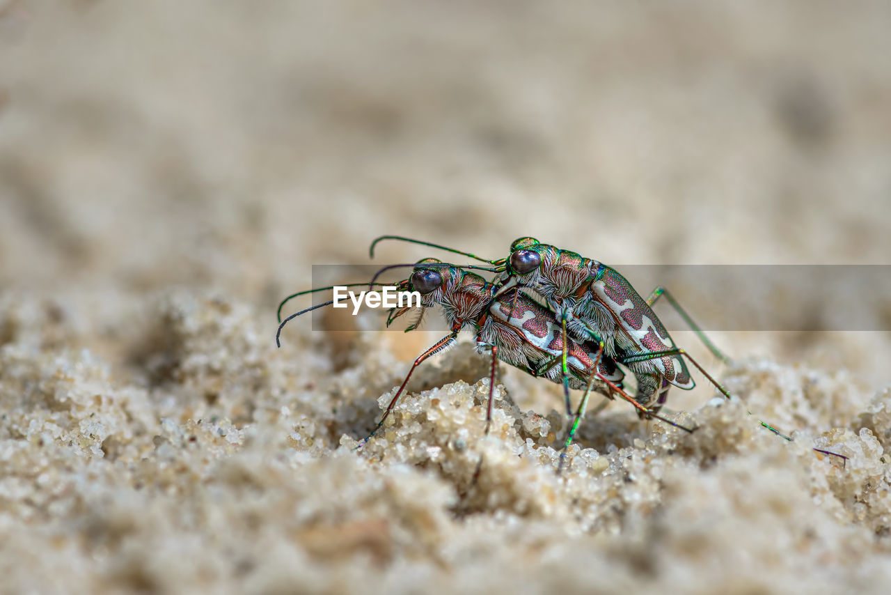 Tiger beetle on mating