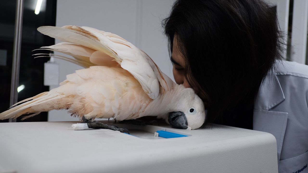 Close-up of man kissing parrot on table