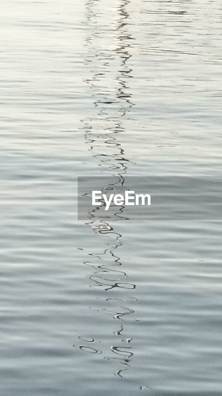 CLOSE-UP OF BIRD SWIMMING IN WATER