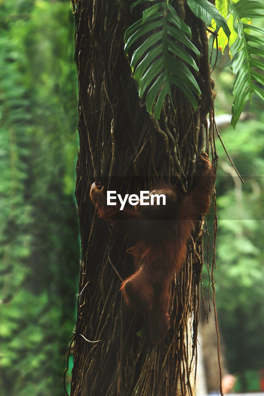  a little  orangutan on tree trunk